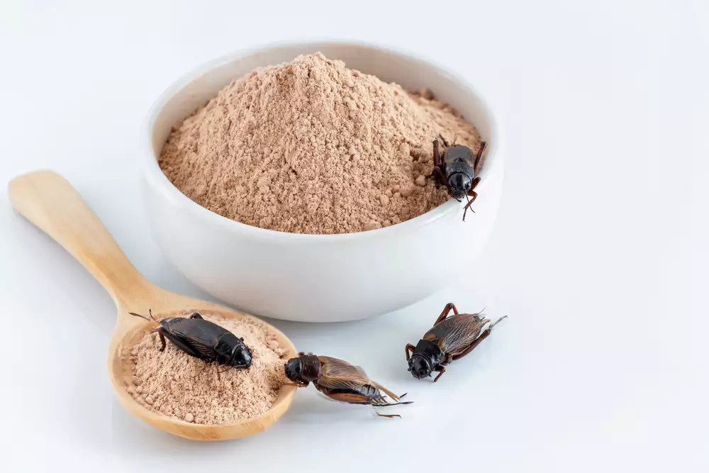 Cricket flour