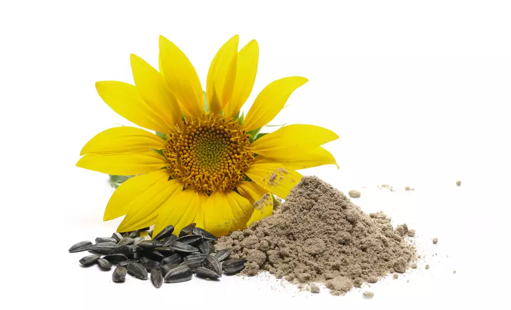 Sunflower Seed Flour